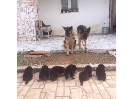 Γερμανικός Ποιμενικός